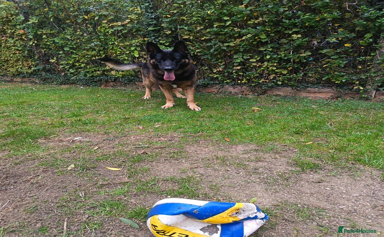 German Shepherd dogs - Advert 3