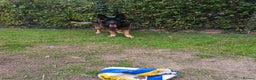 German Shepherd dogs for stud: German Shepherd boy for stud - Advert 2