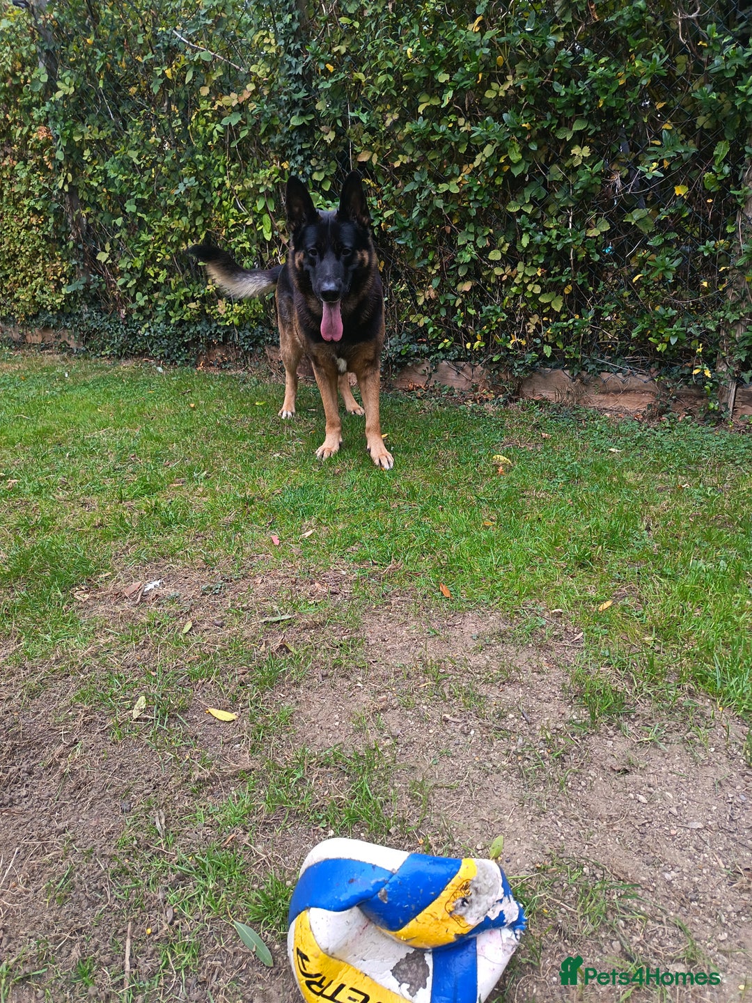 German Shepherd dogs for stud: German Shepherd boy for stud - Image 1