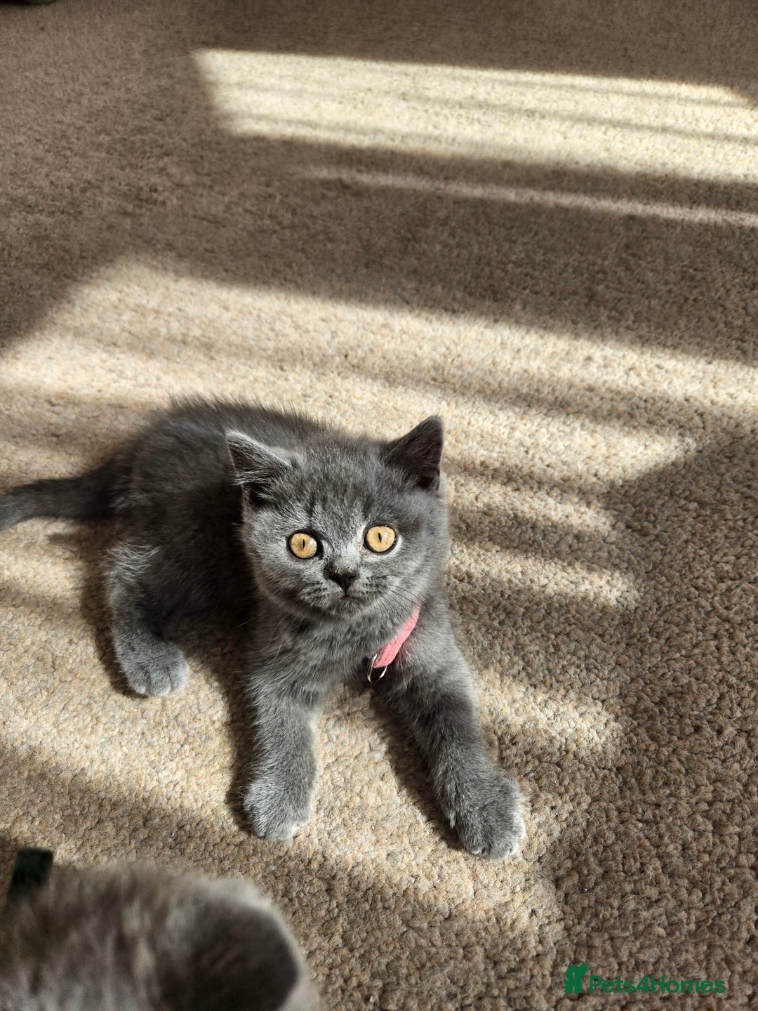 British Shorthair cats for sale: *** Pedigree British Shorthair Kittens *** - Image 8