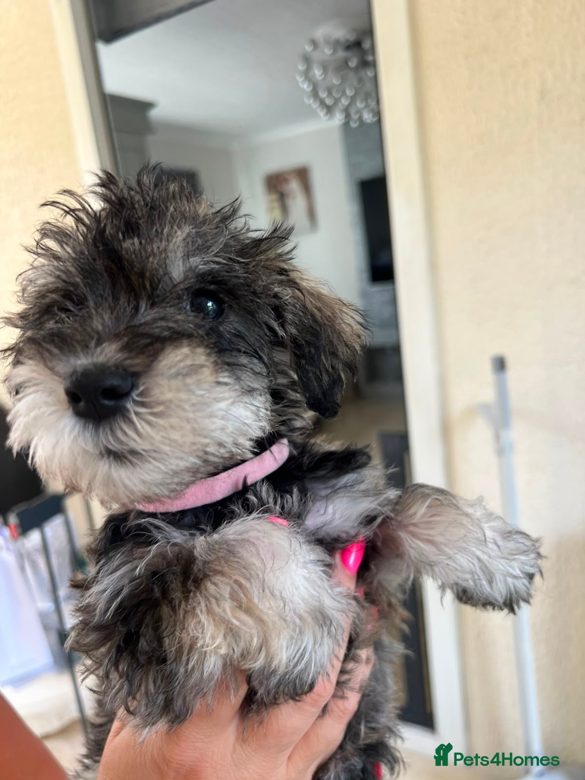 Schnoodle dogs 🐾🐶Schnoodles 🐶🐾 - Advert 7