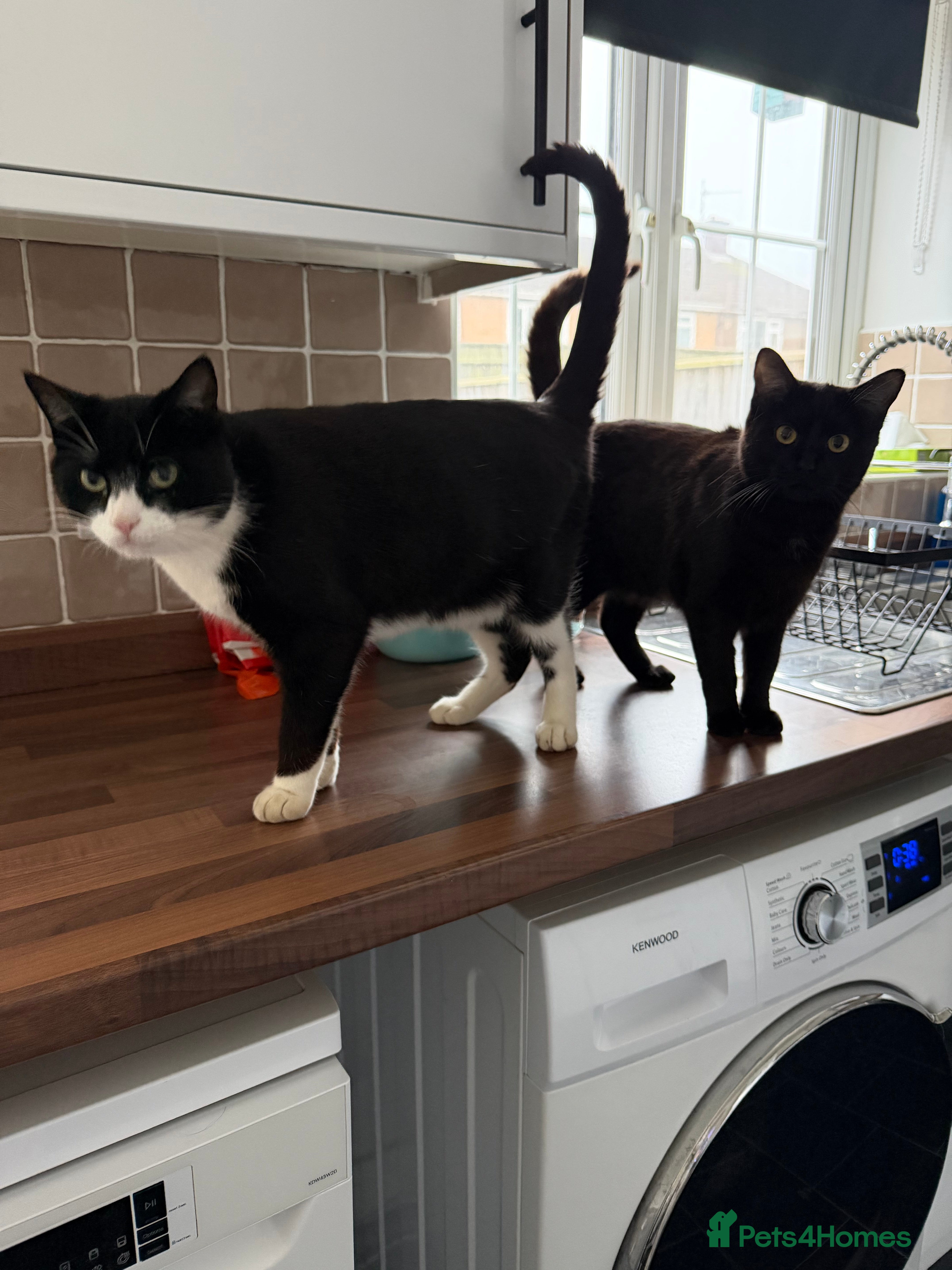 Mixed Breed cats Need rehoming  - Advert 8