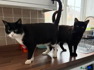 Mixed Breed cats Need rehoming - Advert 8
