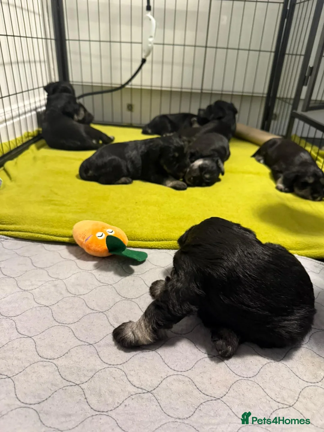 Miniature Schnauzer dogs for sale: 8 adorable miniature schnauzer puppies  - Advert 16