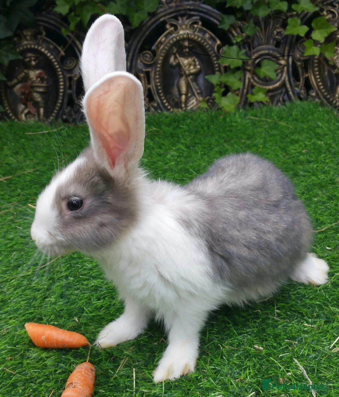Continental Giant rabbits for sale: PURE Continental Giant Kits - VACCINATED  RESERVE  - Advert 2
