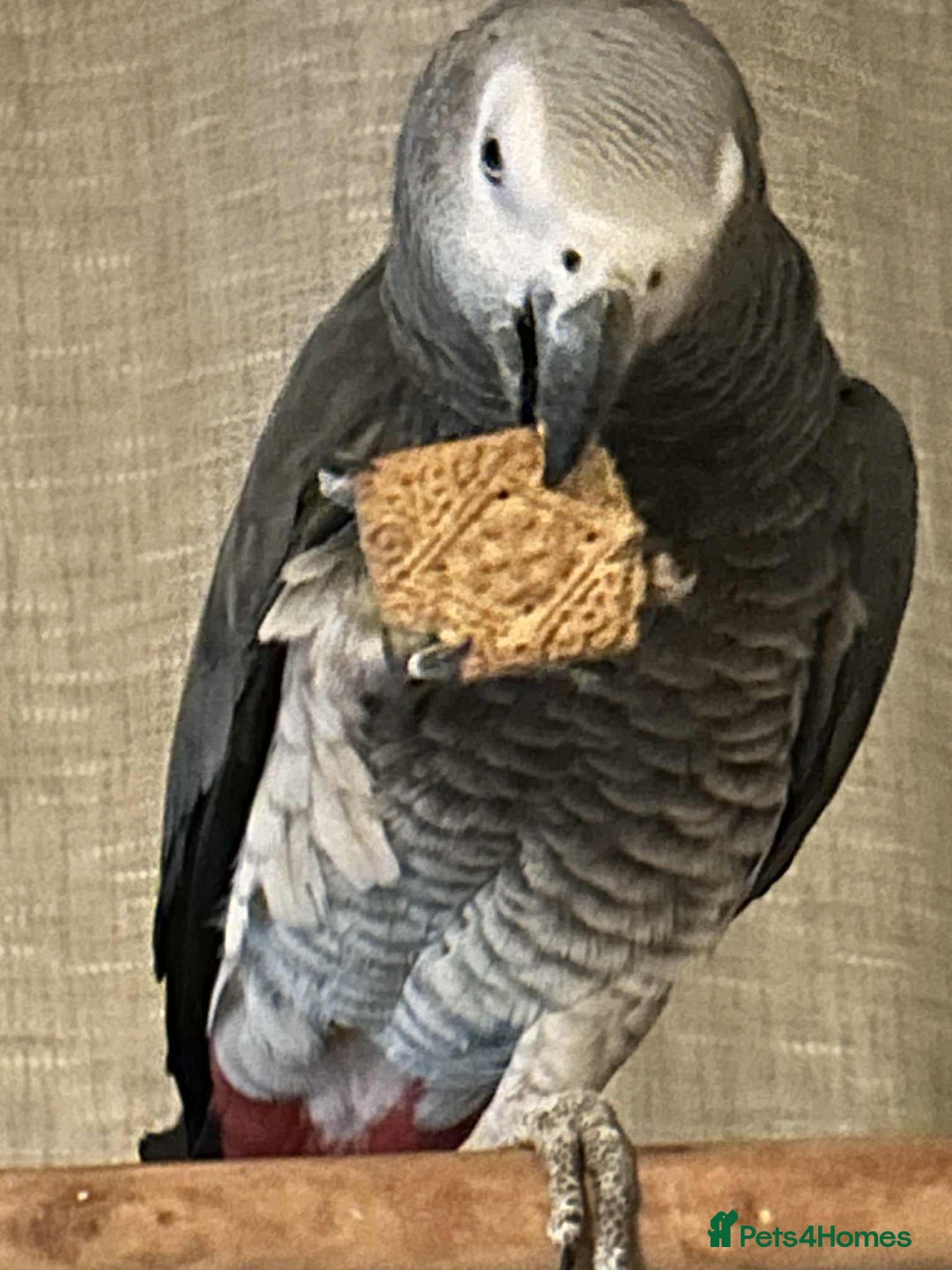 Parrots birds for sale: African grey  - Advert 9