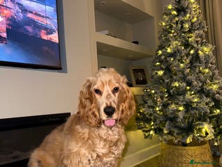 Cocker Spaniel dogs KC reg show cocker male - Advert 13