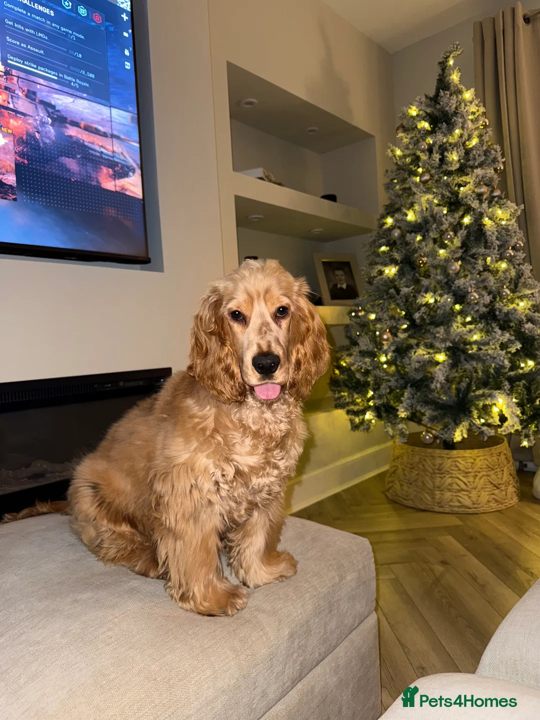 Cocker Spaniel dogs for sale: KC reg show cocker male  - Advert 1