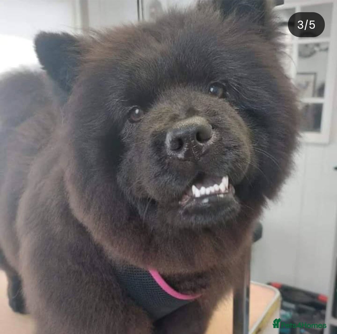 Chow Chow dogs for sale: Pearl the chow chow - Advert 2