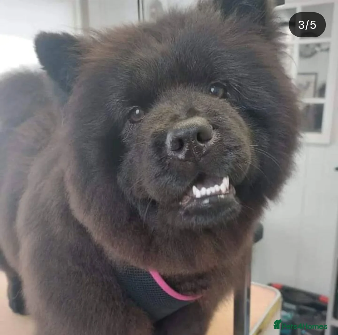Chow Chow dogs for sale: Pearl the chow chow - Advert 2