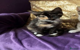 Ragdoll cats for sale: One ragdoll mixed breed and one tabby cat - Image 1