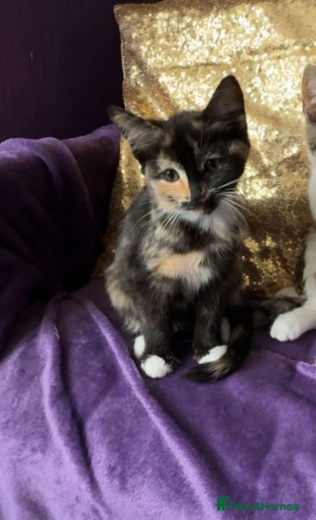 Ragdoll cats for sale: One ragdoll mixed breed and one tabby cat - Image 1