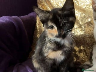 Ragdoll cats - Advert 11