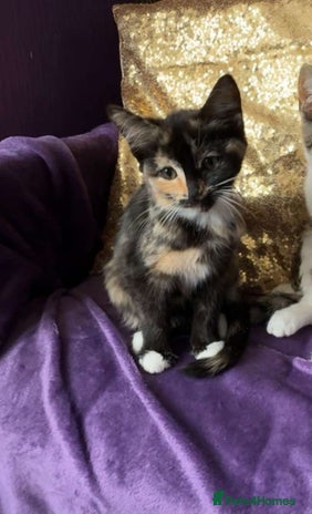 Ragdoll cats - Advert 8