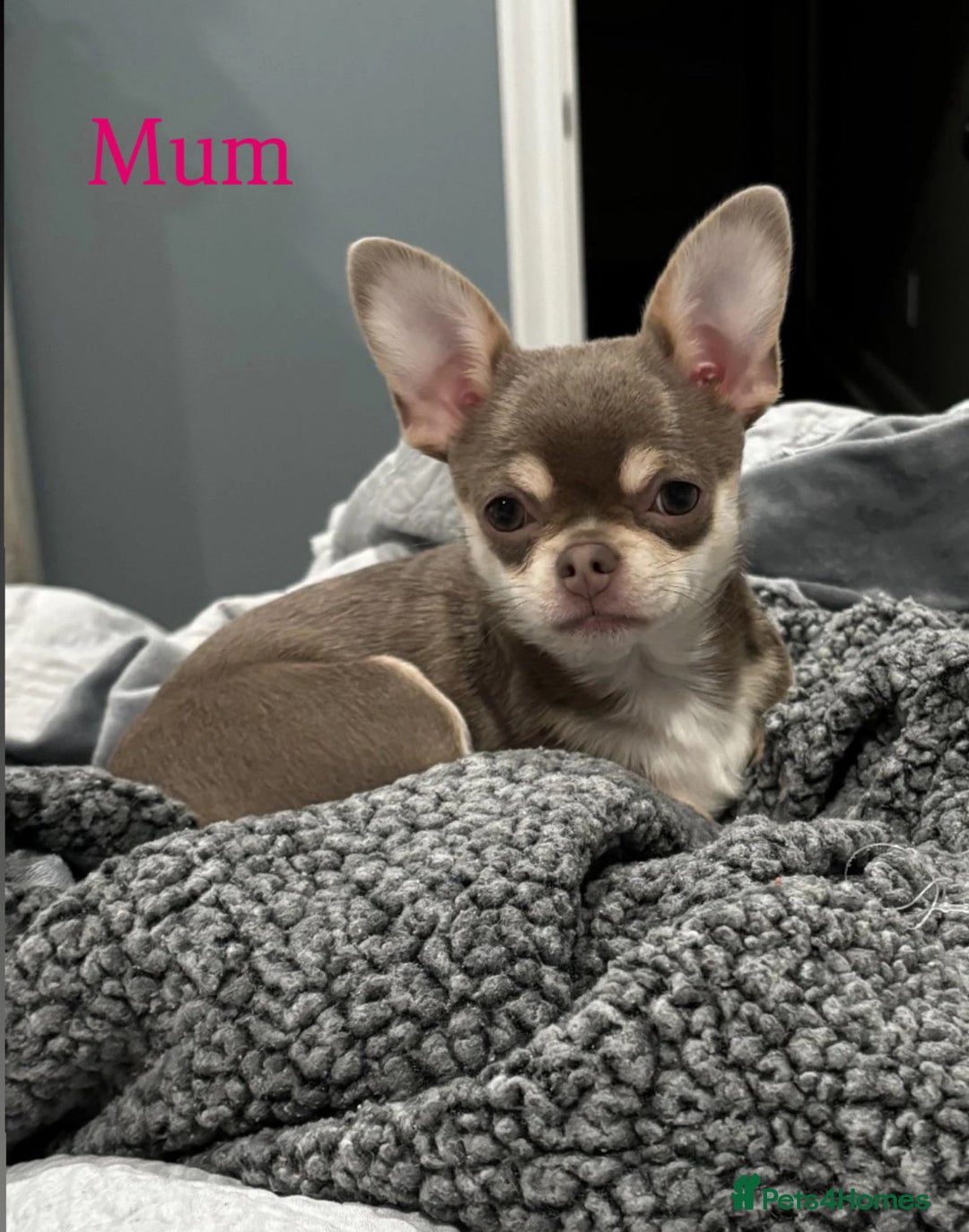 Chihuahua dogs for sale: Gorgeous lilac and tan chihuahua puppy  - Advert 3