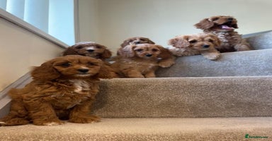 Cavapoo dogs - Advert 7