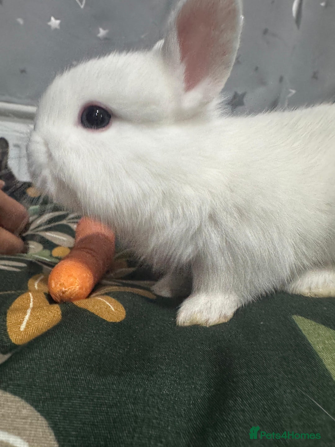 Netherland Dwarf rabbits for sale: Beautiful tamed Bunnies for sale  - Advert 14