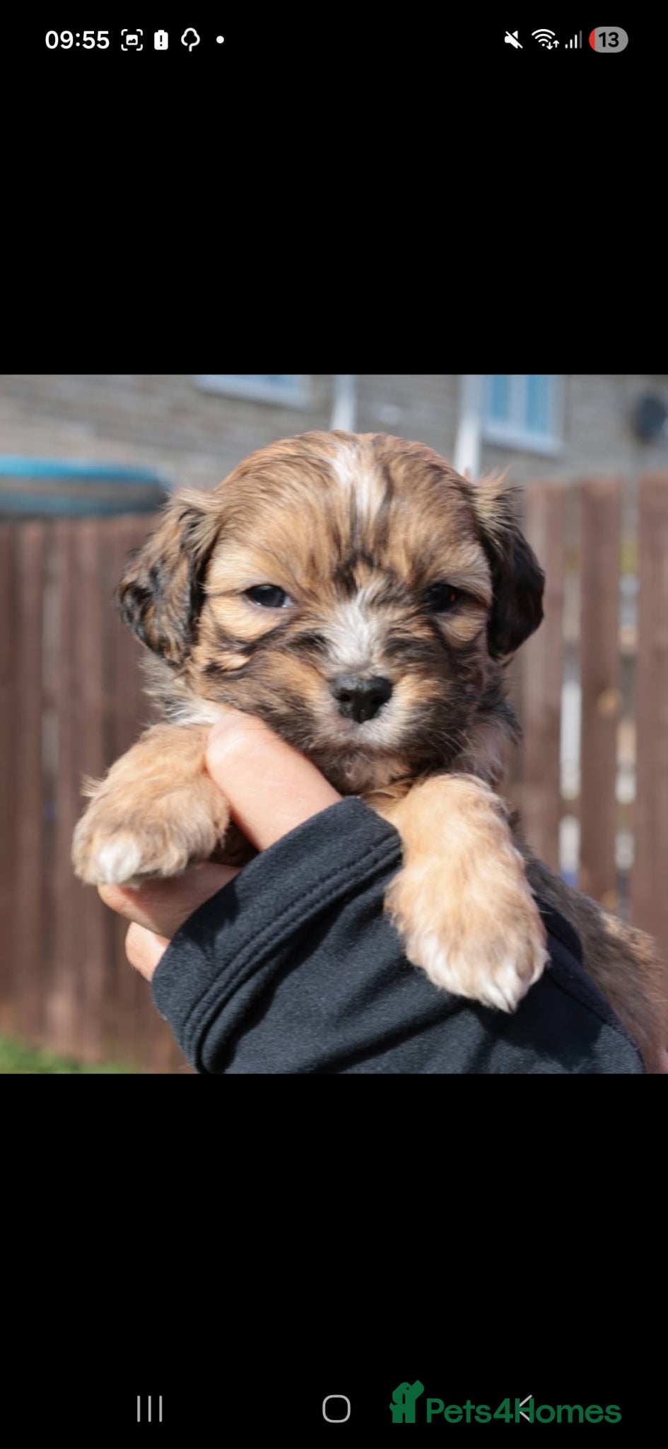Mixed Breed dogs Cocker spaniel cross puppies - Advert 1