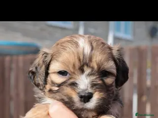 Mixed Breed dogs Cocker spaniel cross puppies - Advert 2