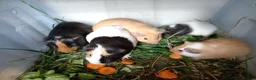 Guinea Pig rodents for sale: Guinea pigs available  - Advert 1