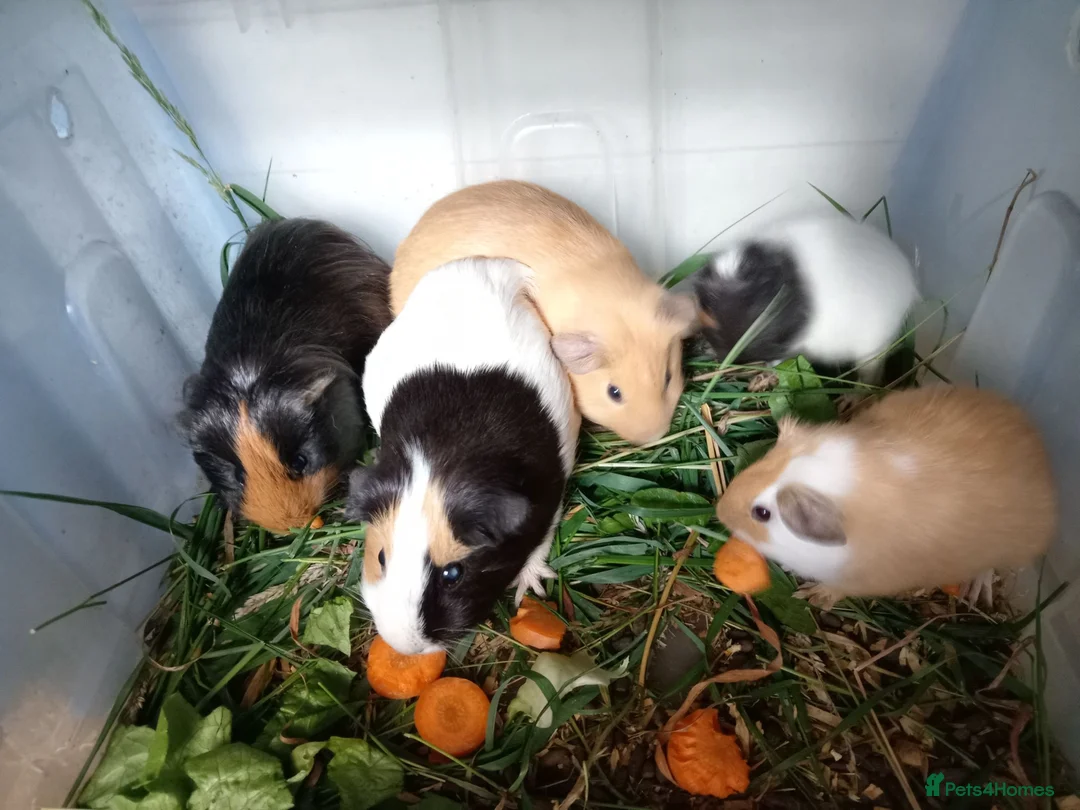 Guinea Pig rodents for sale: Guinea pigs available  - Advert 1