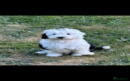 Sheepadoodle dogs for sale: Sheepadoodle puppies 1 boy left - Image 7
