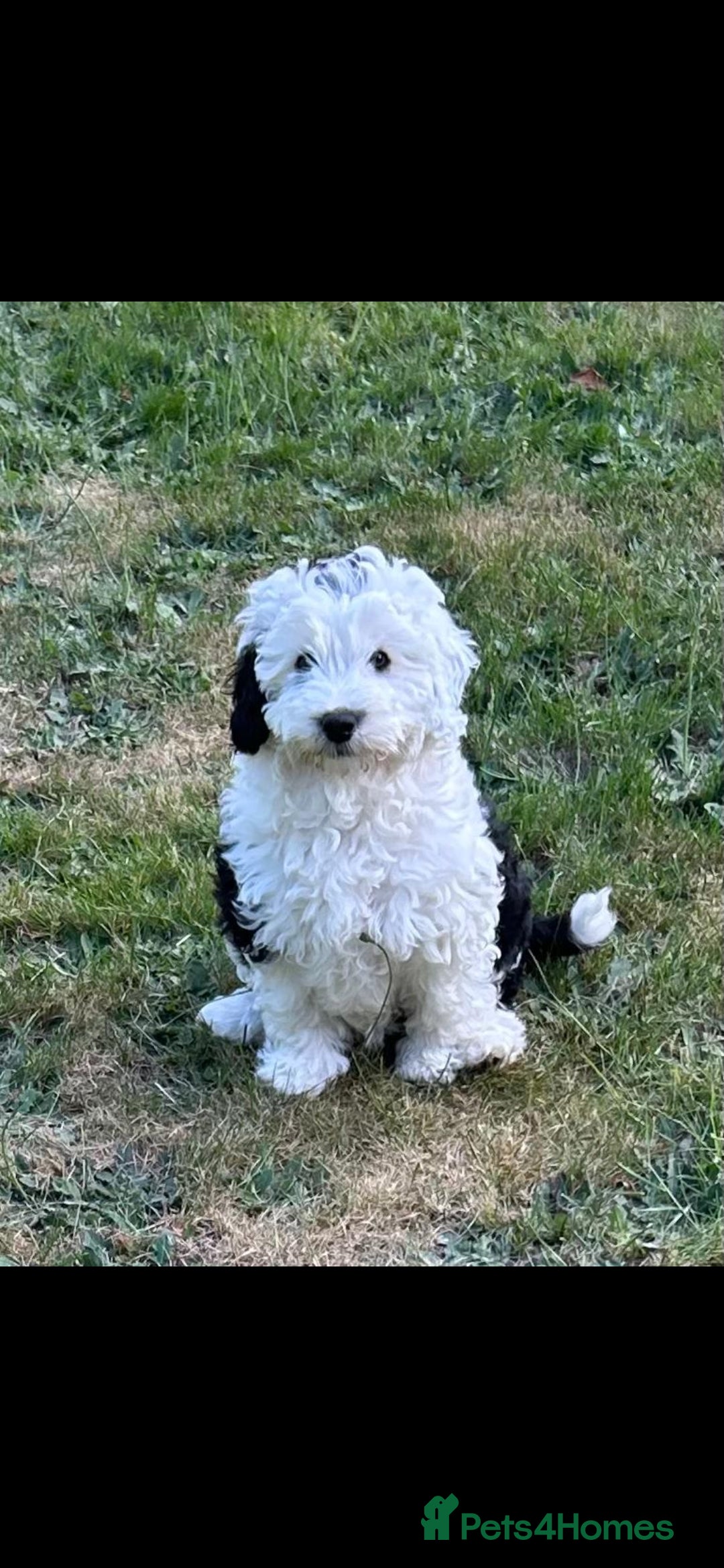 Sheepadoodle dogs for sale: Sheepadoodle puppies 1 boy left - Image 7