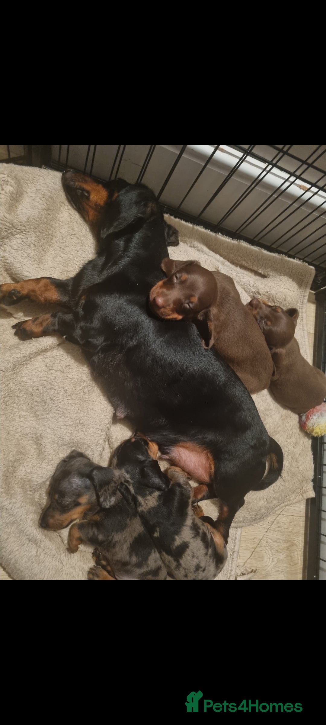 Dachshund dogs for sale: 4 beautiful miniature dachshunds. - Image 1