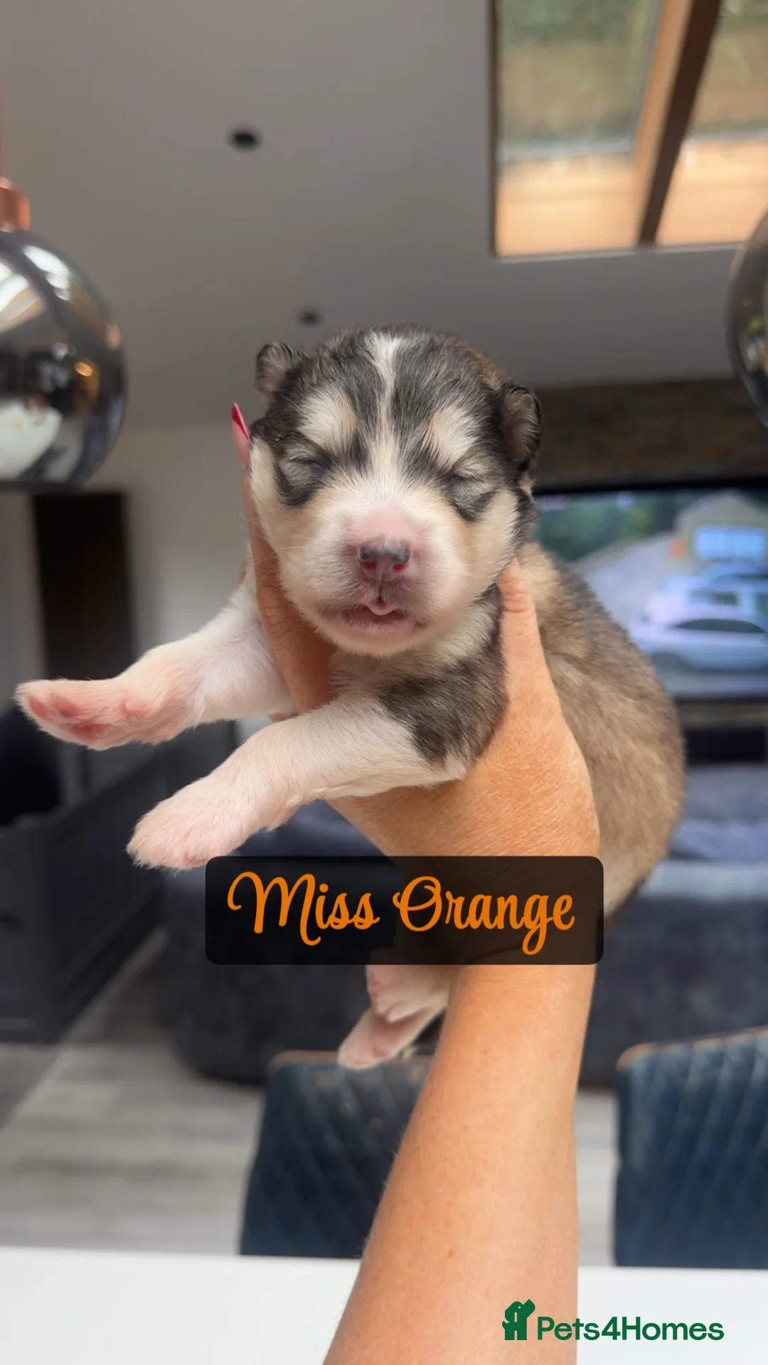 Alaskan Malamute dogs for sale: Outstanding Champion Lines KC Malamute Pups  - Advert 19