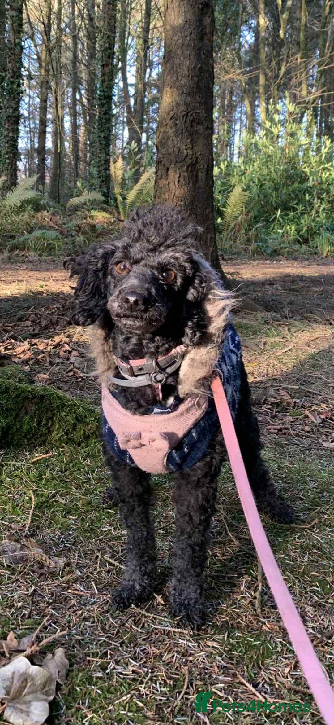 Toy Poodle dogs for sale: Toy poodle  - Image 7