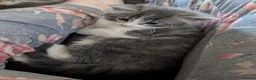Mixed Breed cats for sale: Domestic short hair x Main coon - Advert 20