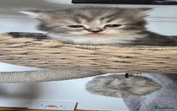 Persian cats for sale: 😻 Stunning persian kittens  - Image 12