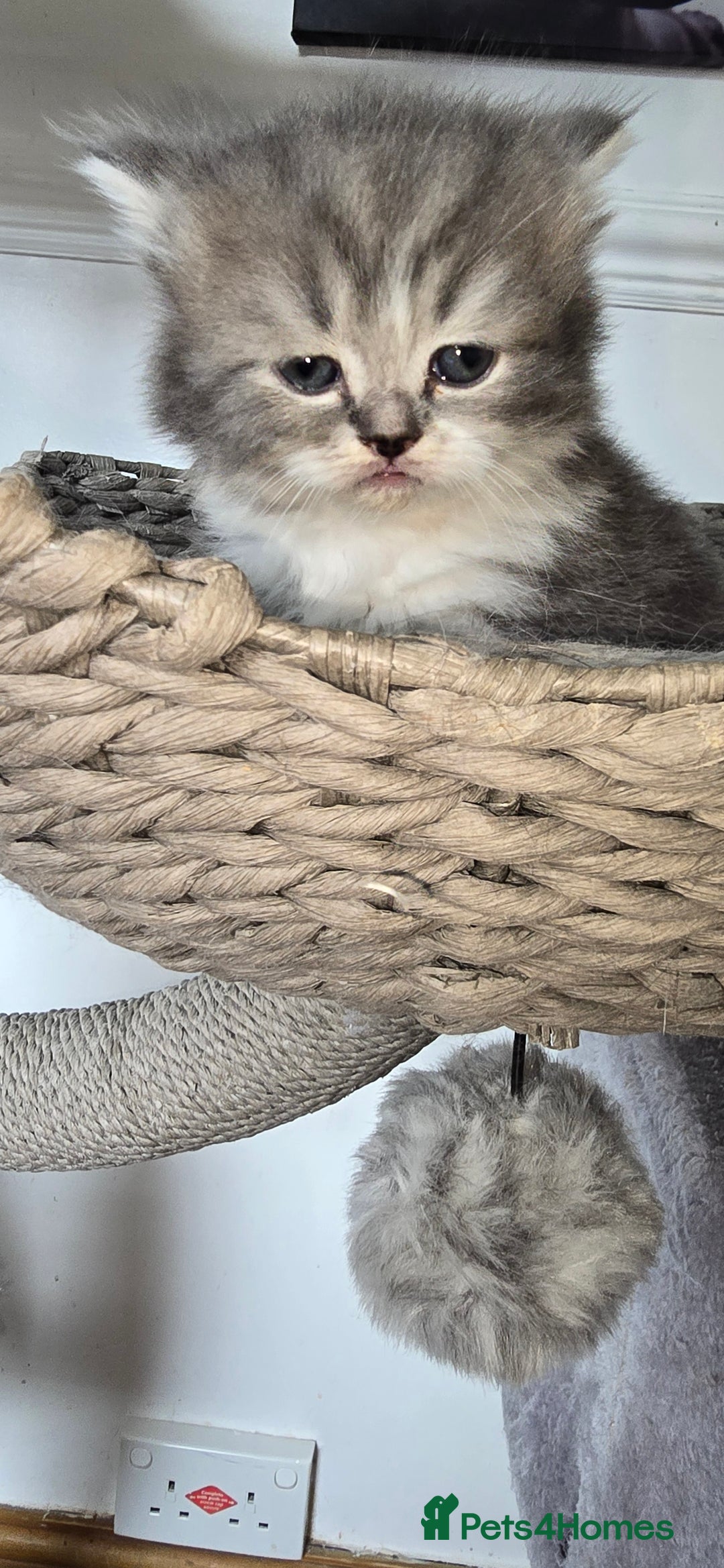Persian cats for sale: 😻 Stunning persian kittens  - Image 12