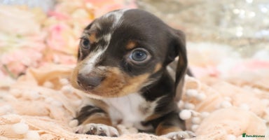 Miniature Dachshund dogs - Advert 5