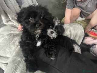 Zuchon dogs Shihzu x Bichion x Westie - Advert 1