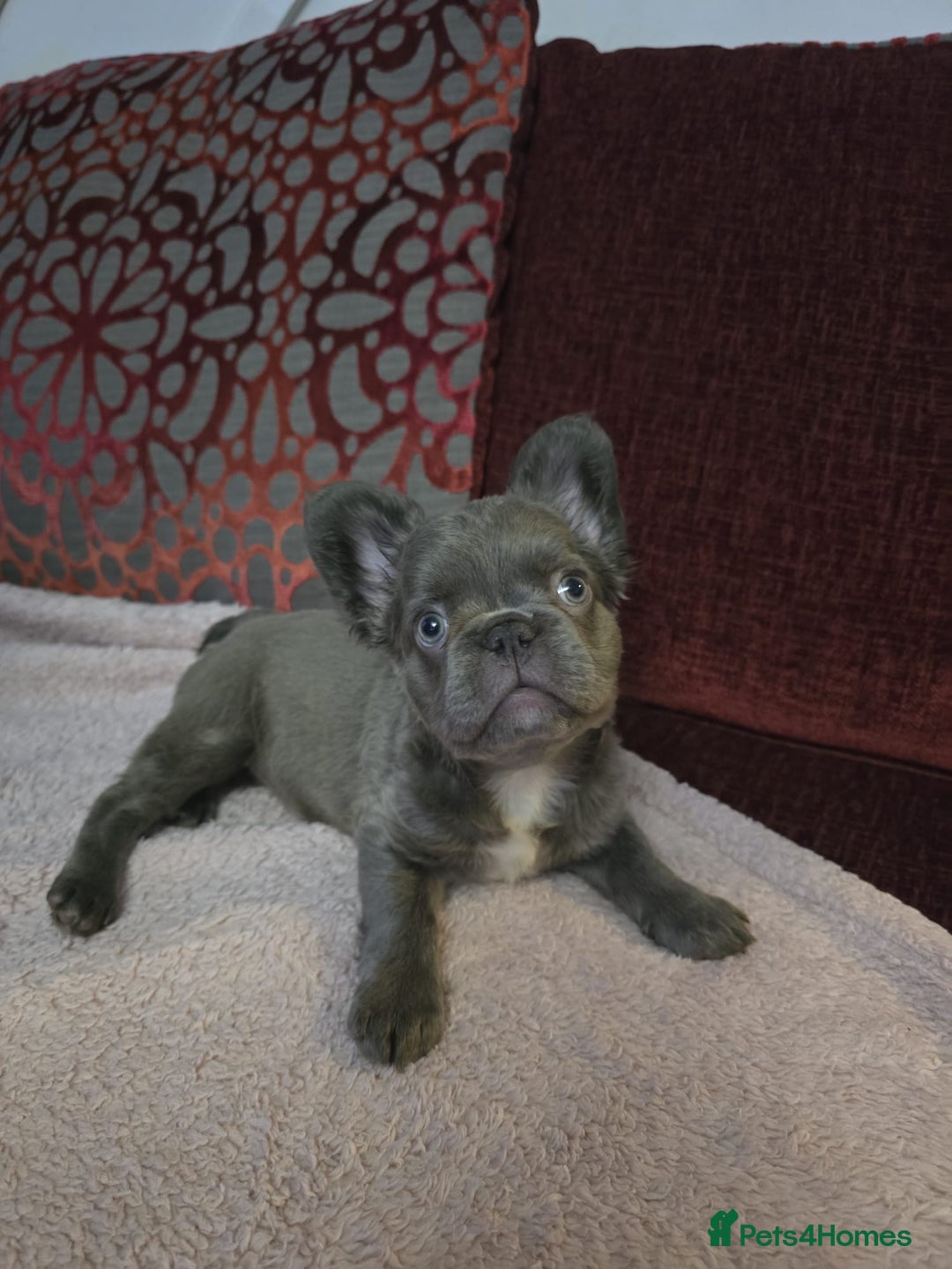 French Bulldog dogs for sale: Fluffy husky frenchie reduced! ready to leave  - Advert 26