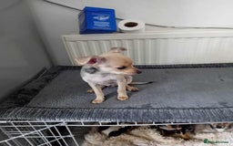 Miniature Pinscher dogs for sale: For sale - Image 2