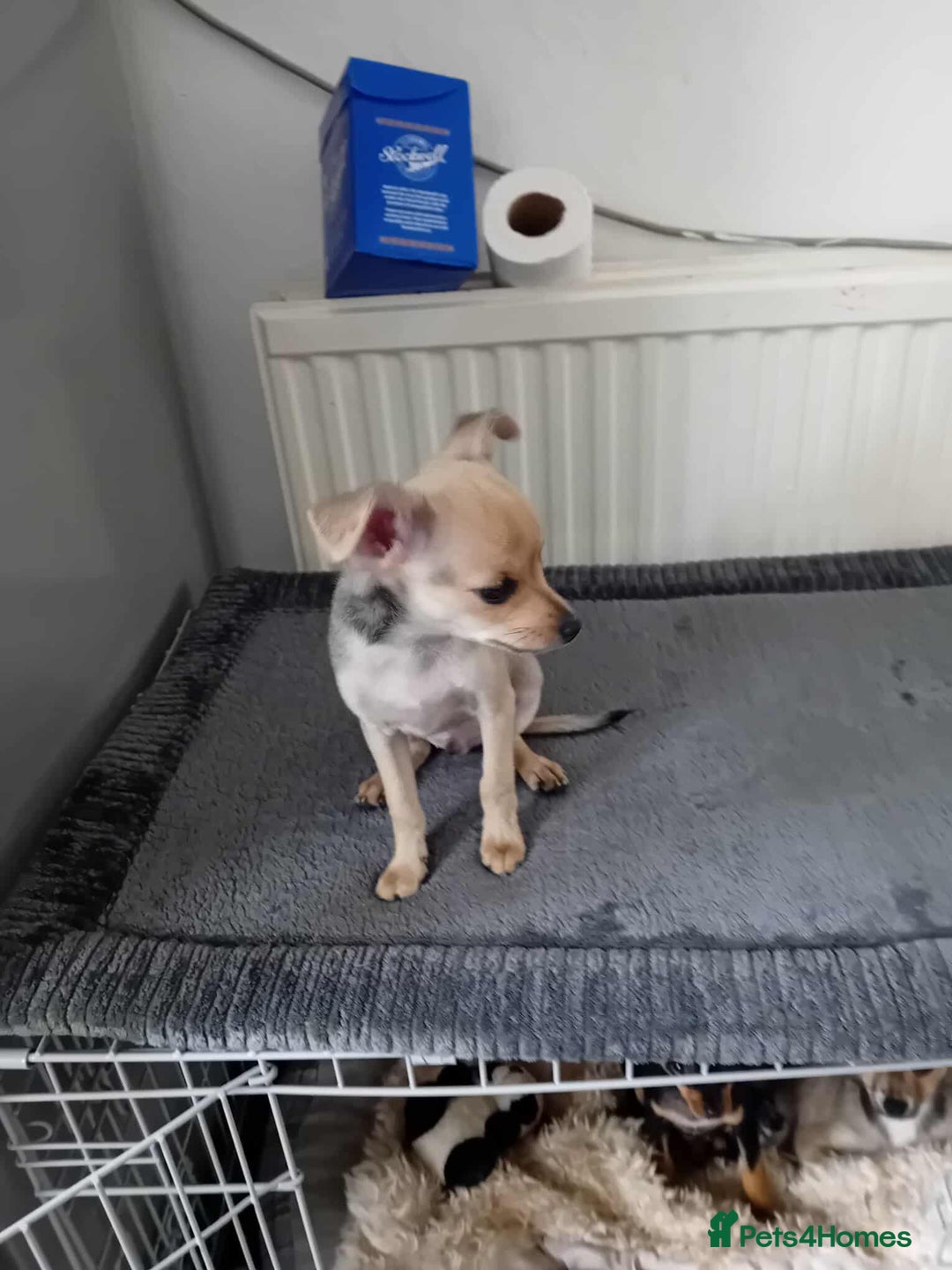 Miniature Pinscher dogs for sale: For sale - Image 2