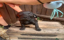 Presa Canario dogs for sale: Presa canario puppies ready now 2 boys 1 girl left - Image 8