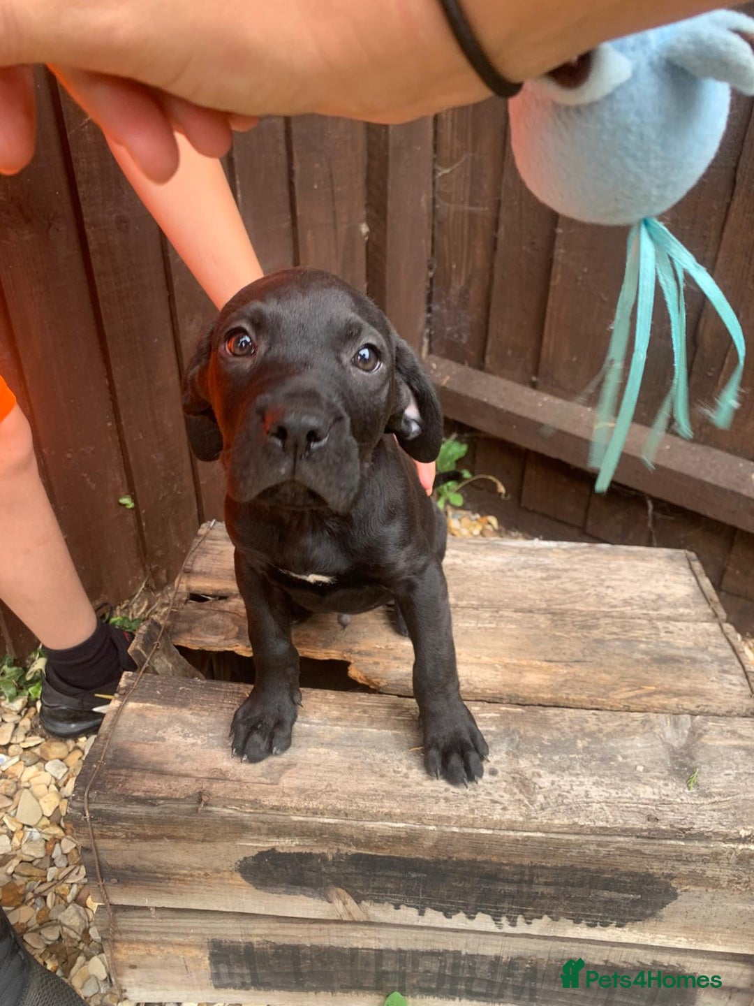 Presa Canario dogs for sale: Presa canario puppies ready now 2 boys 1 girl left - Image 8