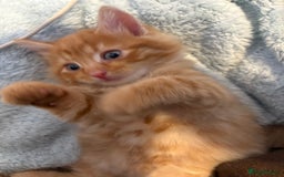 Mixed Breed cats for sale: One female ginger kitten left from litter of 5  - Image 2