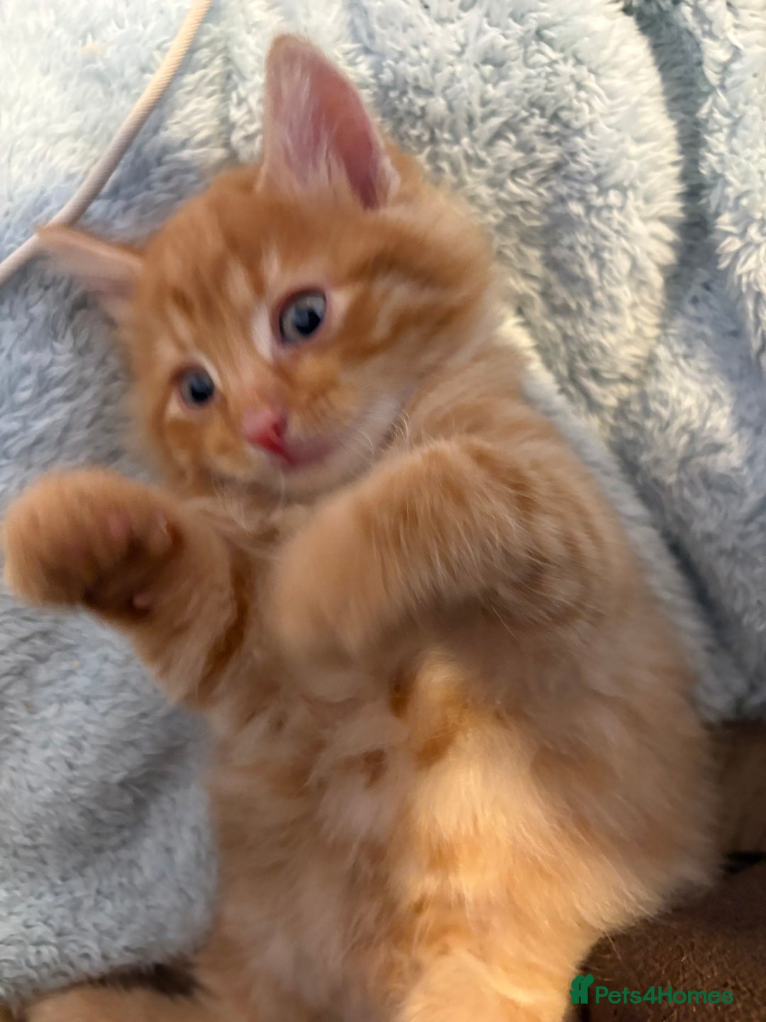Mixed Breed cats for sale: One female ginger kitten left from litter of 5  - Image 2