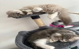 Persian cats for sale: Kitten  - Image 17