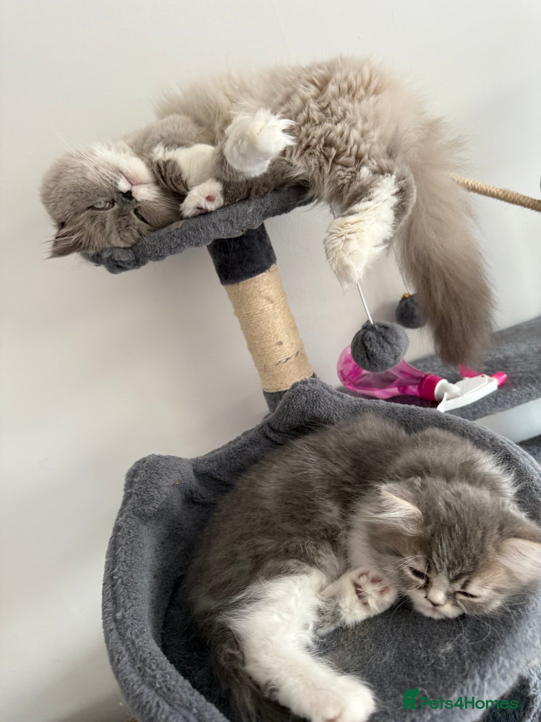 Persian cats for sale: Kitten  - Image 17