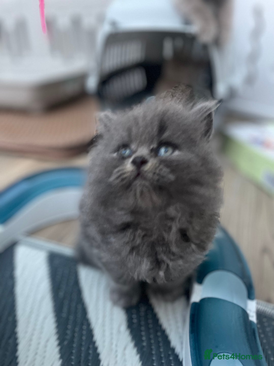 British Shorthair cats for sale: Champion Bloodline British Shorthair/Longhair - Image 13