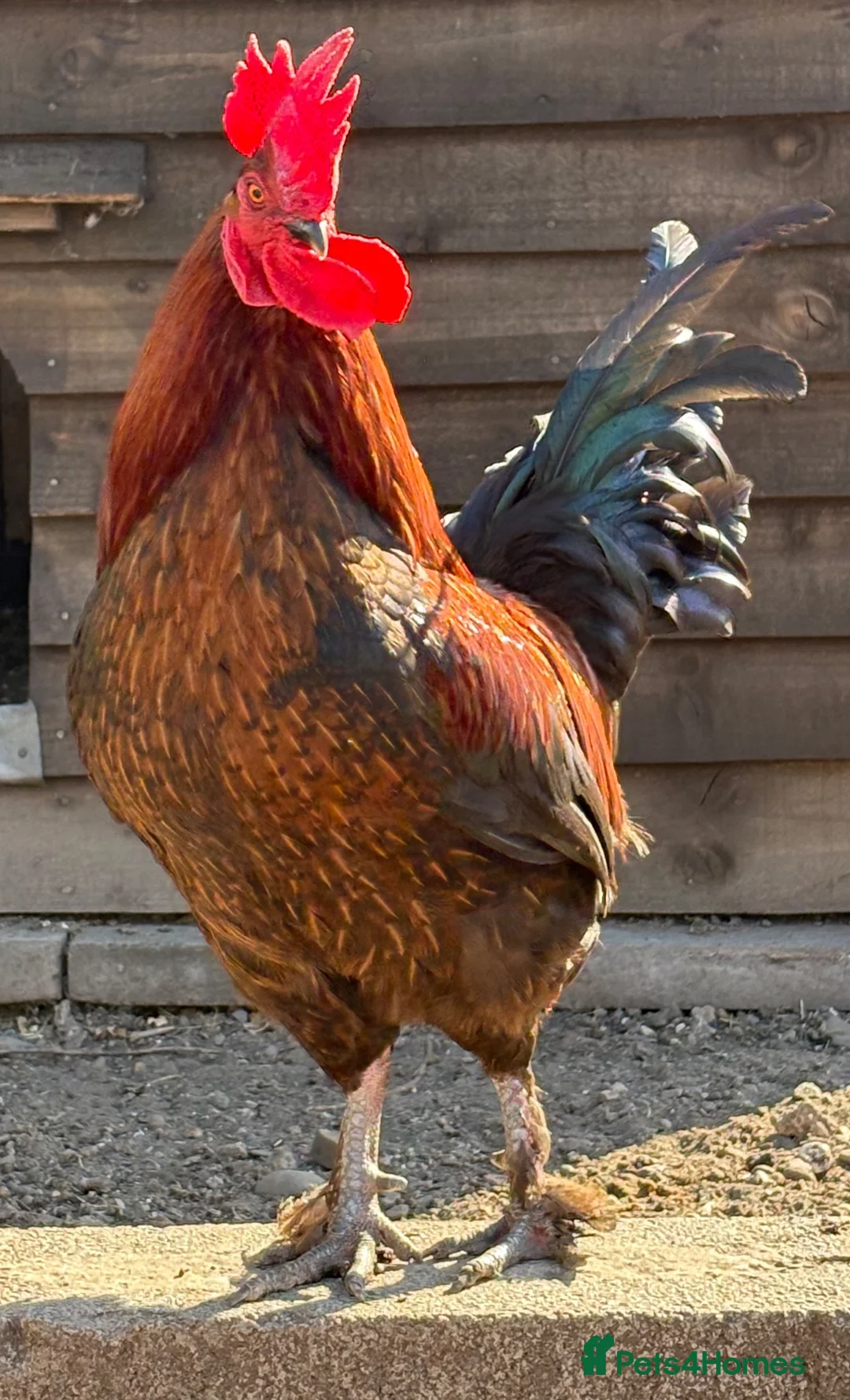 Chickens poultry for sale: Bantam Cockerel  in Crewe - Advert 2