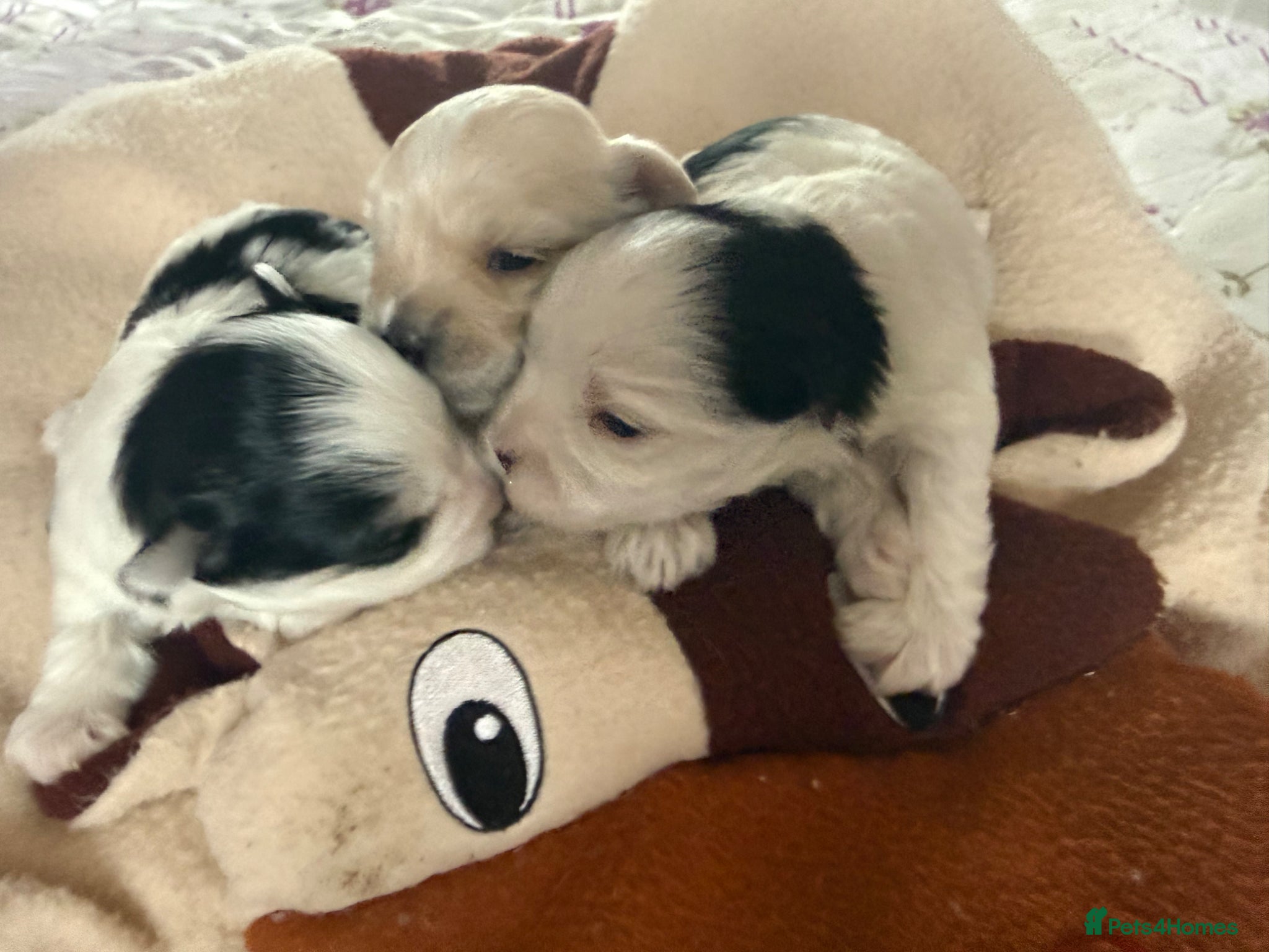 Morkie dogs Mini Morkies - Advert 1