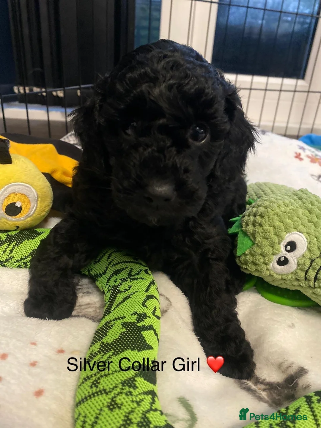 Miniature Poodle dogs for sale: KC REG DNA HEALTH TESTED MINIATURE POODLES - Advert 6