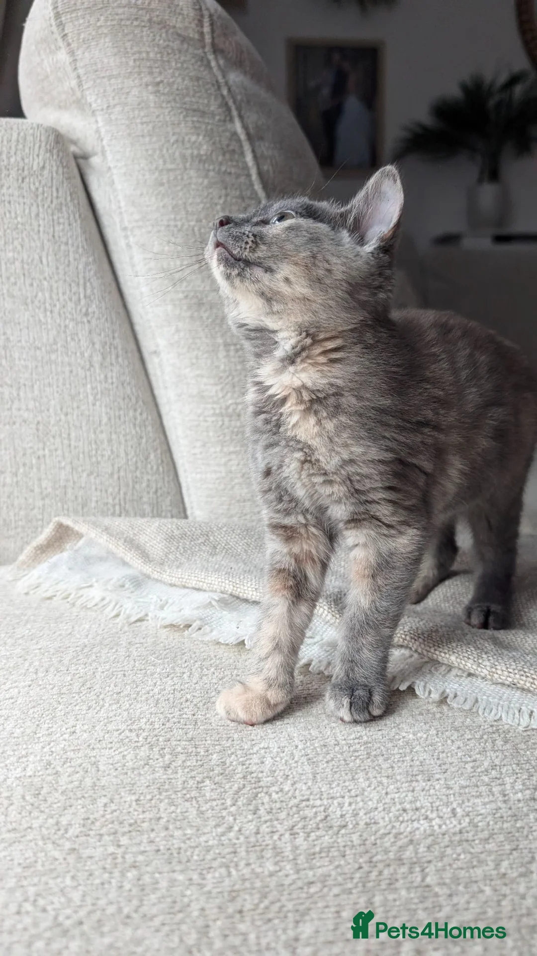 Ragdoll cats for sale: Beautiful half/ragdoll kitten  - Advert 2