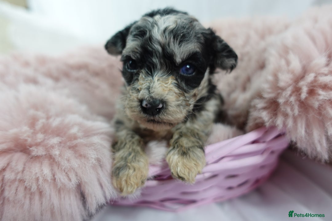 Sheepadoodle dogs for sale: Mini Sheepadoodle the wait is over!  - Image 28
